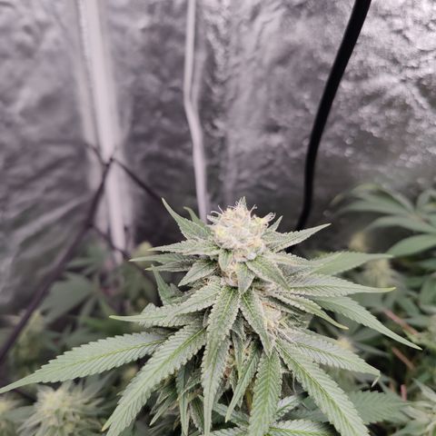 Dos Si Dos 33 growlog timeline photo
