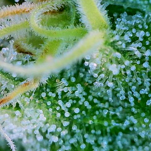 Dos Si Dos 33 growlog timeline photo