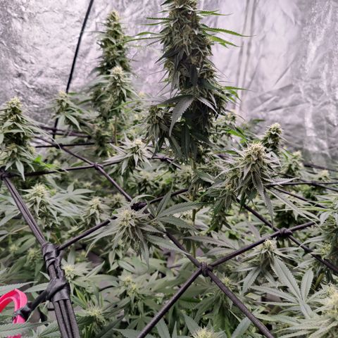 Dos Si Dos 33 growlog timeline photo