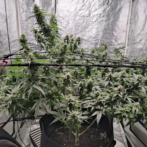 Dos Si Dos 33 growlog timeline photo