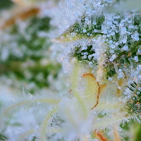 Dos Si Dos 33 growlog timeline photo