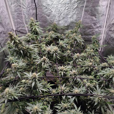 Dos Si Dos 33 growlog timeline photo