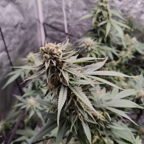 Dos Si Dos 33 growlog timeline photo