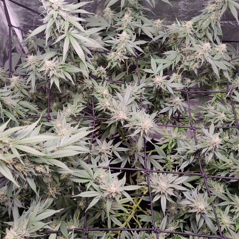 Dos Si Dos 33 growlog timeline photo