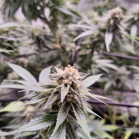 Dos Si Dos 33 growlog timeline photo