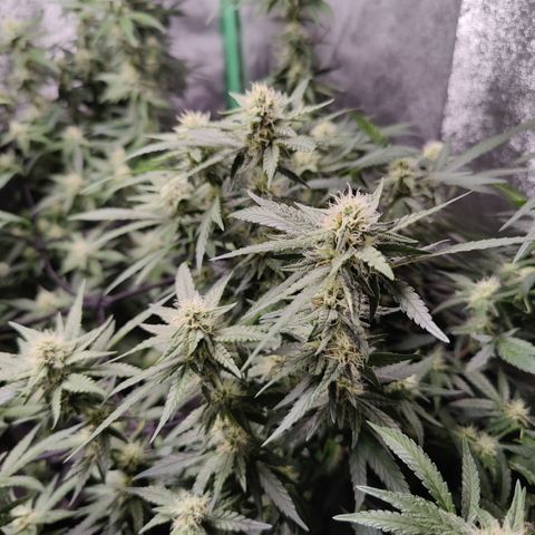 Shogun growlog timeline photo