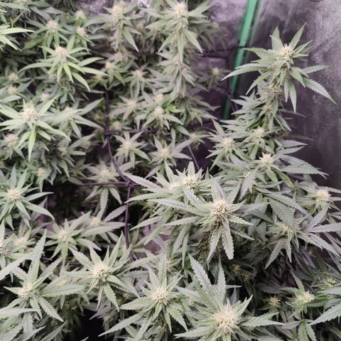 Shogun growlog timeline photo