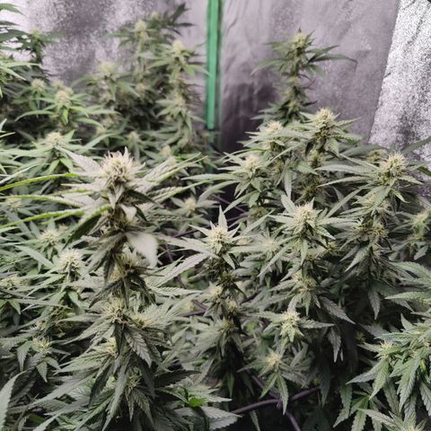 Shogun growlog timeline photo