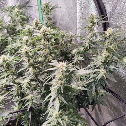 Shogun growlog timeline photo