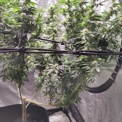 Shogun growlog timeline photo