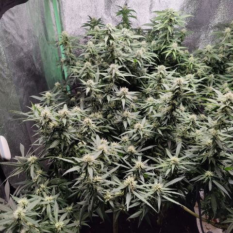 Blackberry Cake growlog timeline photo