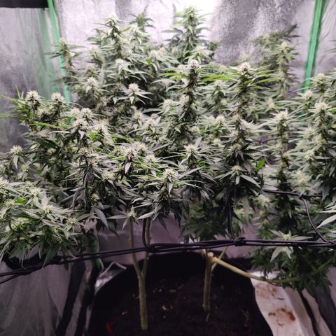 Blackberry Cake growlog timeline photo