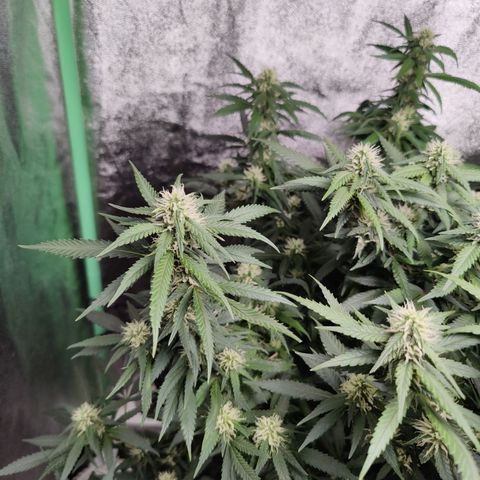 Blackberry Cake growlog timeline photo