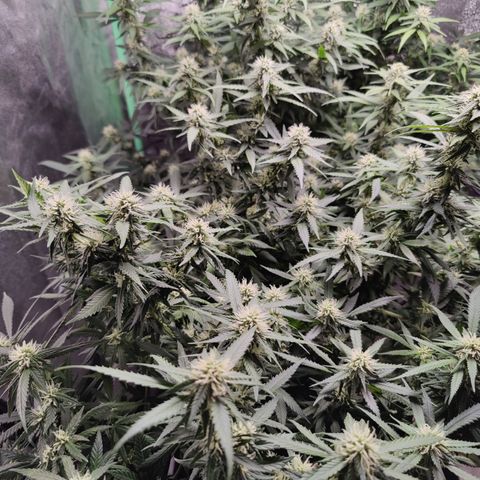 Blackberry Cake growlog timeline photo