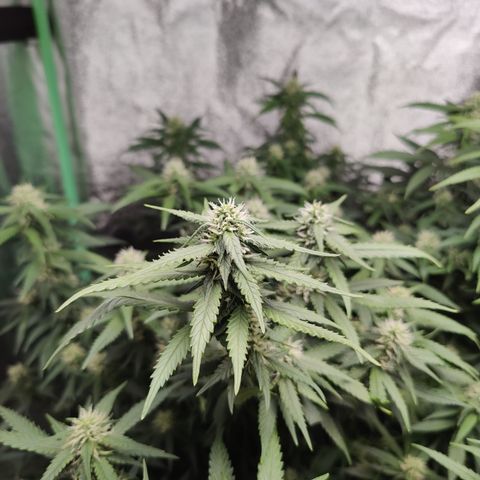 Blackberry Cake growlog timeline photo