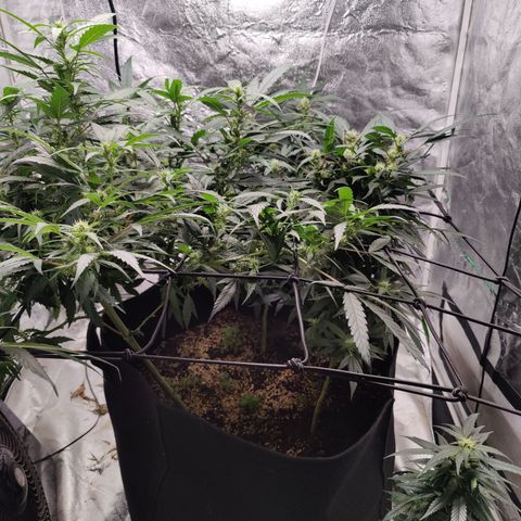 Dos si dos clone 01 #2 growlog timeline photo