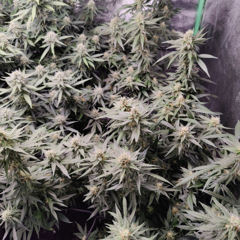 Shogun growlog timeline photo