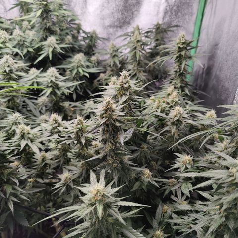 Shogun growlog timeline photo
