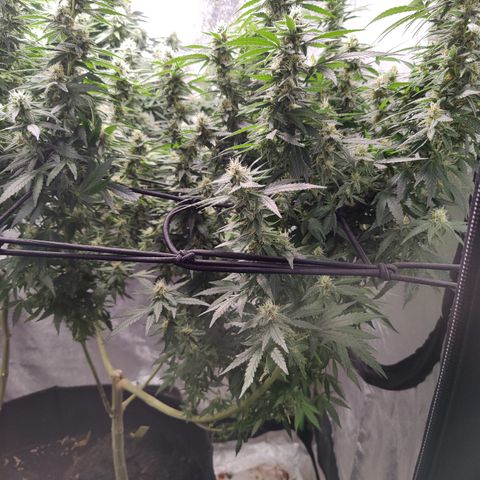Shogun growlog timeline photo