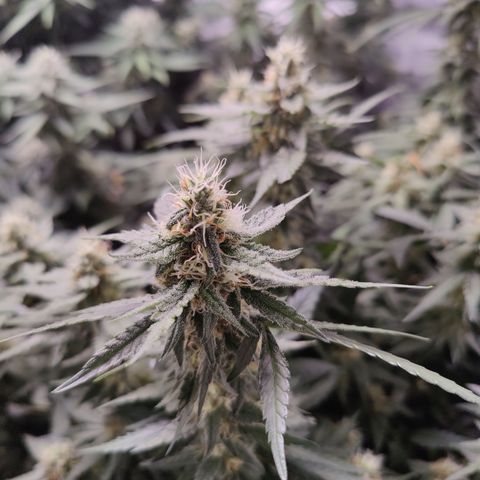 Shogun growlog timeline photo