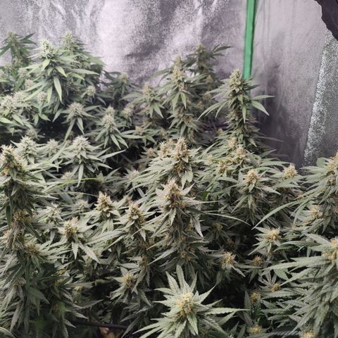 Shogun growlog timeline photo