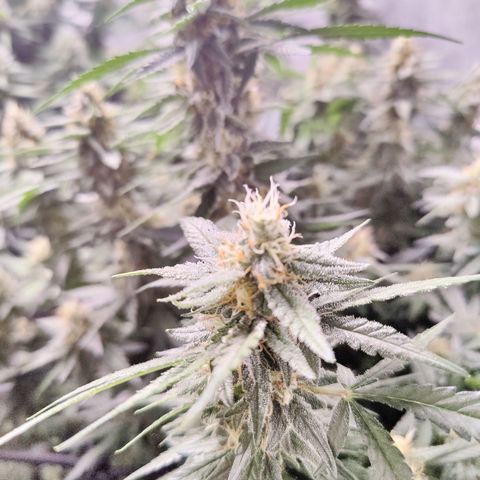 Shogun growlog timeline photo