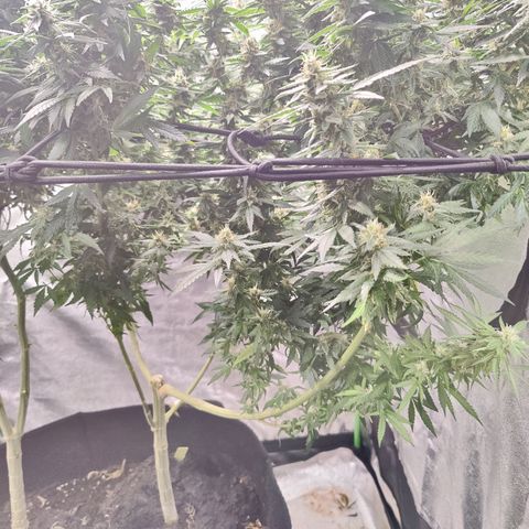 Shogun growlog timeline photo
