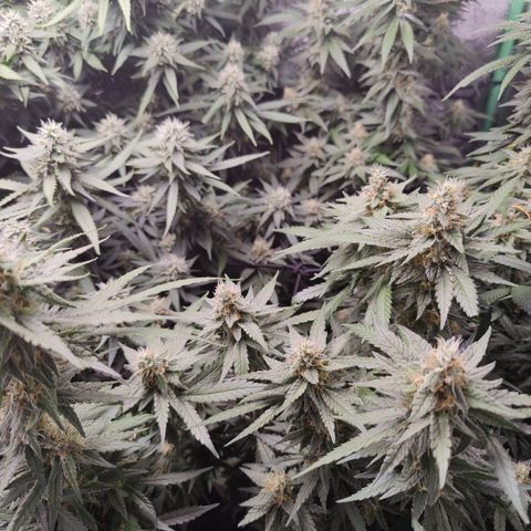Shogun growlog timeline photo