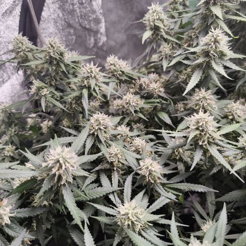 Blackberry Cake growlog timeline photo