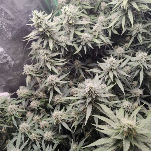 Blackberry Cake growlog timeline photo