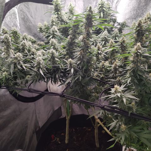 Blackberry Cake growlog timeline photo