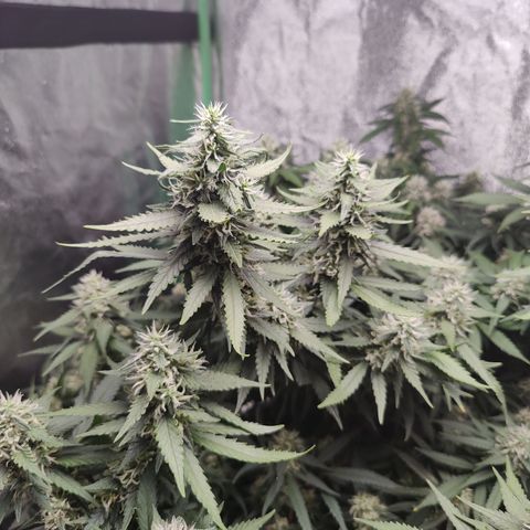 Blackberry Cake growlog timeline photo