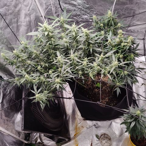 Dos si dos clone 01 #2 growlog timeline photo