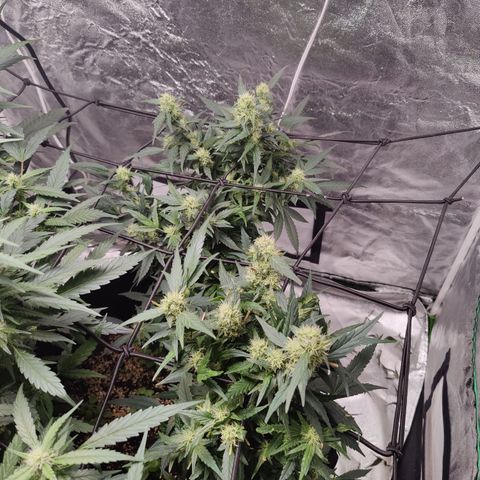 Dos si dos clone 01 #2 growlog timeline photo