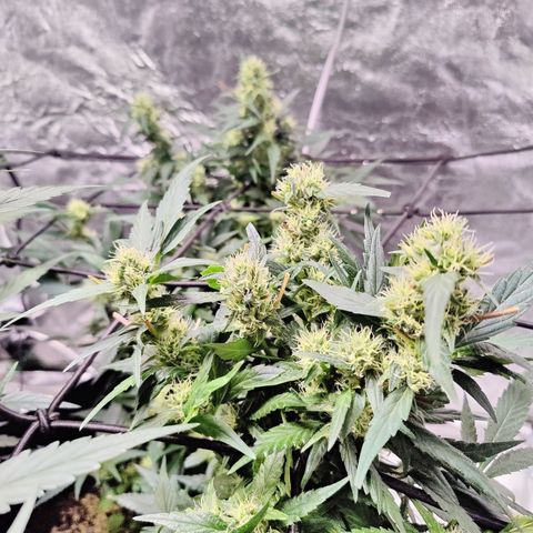 Dos si dos clone 01 #2 growlog timeline photo