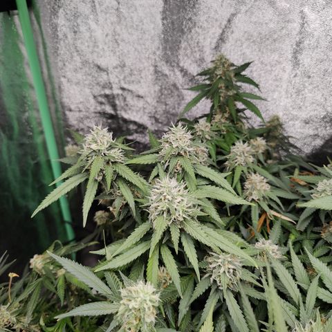 Blackberry Cake growlog timeline photo
