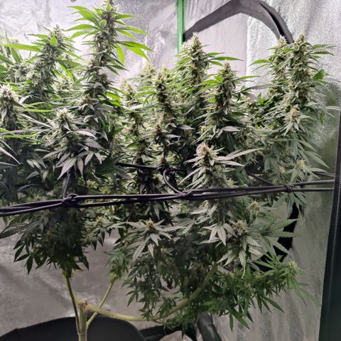 Shogun growlog timeline photo