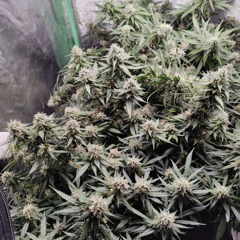 Blackberry Cake growlog timeline photo