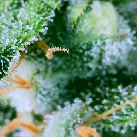 Shogun growlog timeline photo