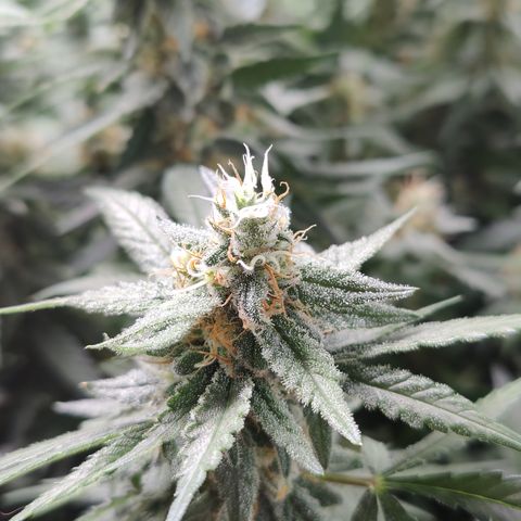 Shogun growlog timeline photo