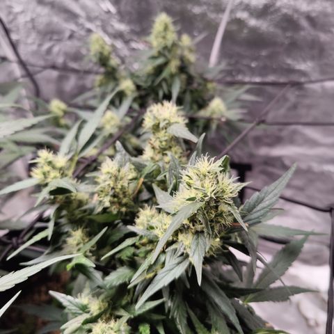 Dos si dos clone 01 #2 growlog timeline photo