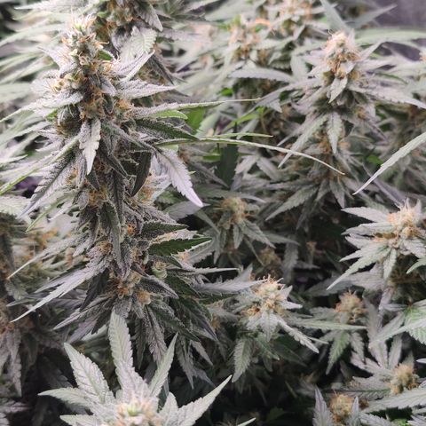 Shogun growlog timeline photo