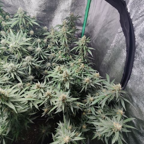 Shogun growlog timeline photo