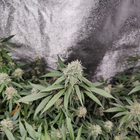 Blackberry Cake growlog timeline photo