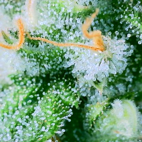 Shogun growlog timeline photo