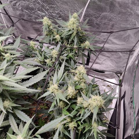 Dos si dos clone 01 #2 growlog timeline photo