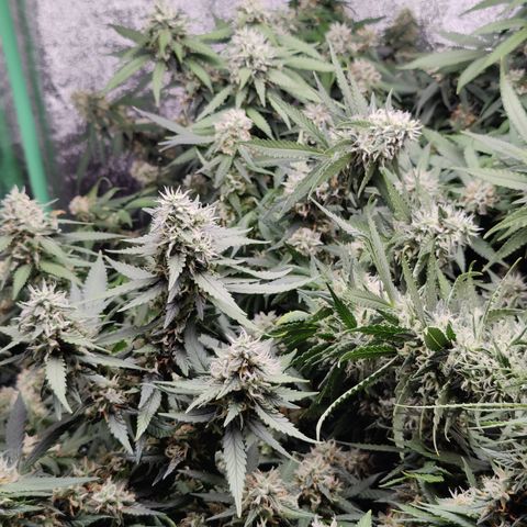 Blackberry Cake growlog timeline photo