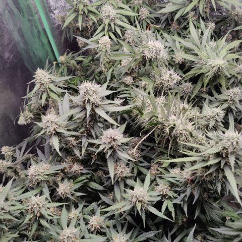 Blackberry Cake growlog timeline photo
