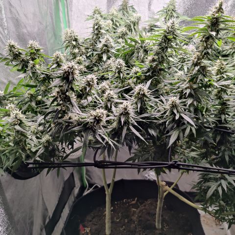 Blackberry Cake growlog timeline photo