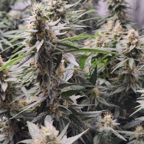 Shogun growlog timeline photo